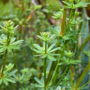 Entdecke das Wiesen-Labkraut: Von der Käseherstellung bis zur modernen Küche. Erfahre alles über Heilwirkung und leckere Rezepte.