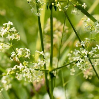 Entdecke das Wiesen-Labkraut: Von der Käseherstellung bis zur modernen Küche. Erfahre alles über Heilwirkung und leckere Rezepte.