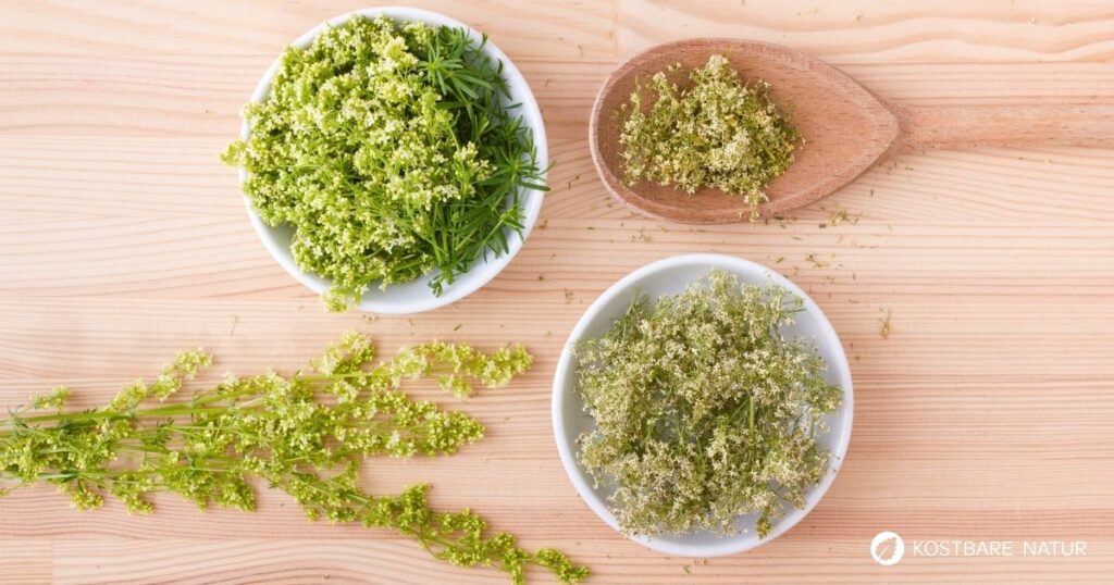 Entdecke das Wiesen-Labkraut: Von der Käseherstellung bis zur modernen Küche. Erfahre alles über Heilwirkung und leckere Rezepte.
