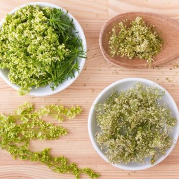 Entdecke das Wiesen-Labkraut: Von der Käseherstellung bis zur modernen Küche. Erfahre alles über Heilwirkung und leckere Rezepte.