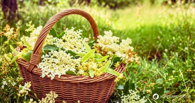 Dieser Wildpflanzen-Blüten-Sirup hat es in sich. Drei wunderbar aromatische Blüten mit Heilkräften in einem köstlichen Sirup.