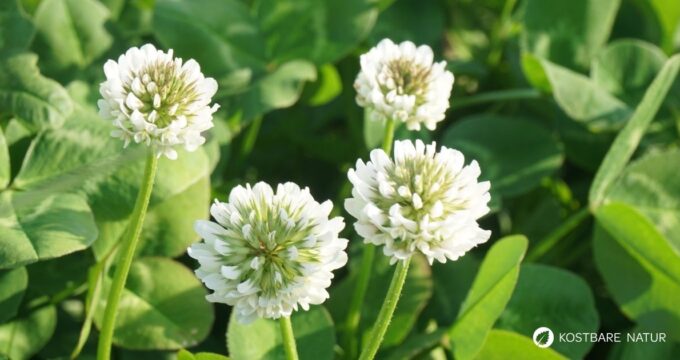 Entdecke den Weißklee! Erfahre alles über die Heilwirkung, leckere Rezepte für die Küche und wie du ihn ganz einfach selbst anbaust.