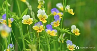 Entdecke das Wilde Stiefmütterchen: Heilwirkung für die Haut, essbare Blüten-Rezepte & einfache Tipps zum Bestimmen und Anbauen.
