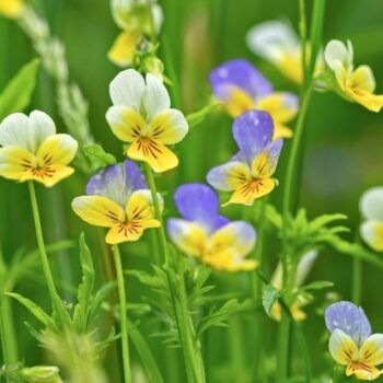Entdecke das Wilde Stiefmütterchen: Heilwirkung für die Haut, essbare Blüten-Rezepte & einfache Tipps zum Bestimmen und Anbauen.