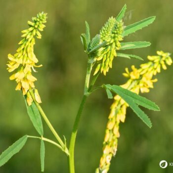 Entdecke den Gelben Steinklee: Eine starke Heilpflanze für Venen & Lymphe. Tipps zu Anwendung, Rezepten und sicherem Erkennen.