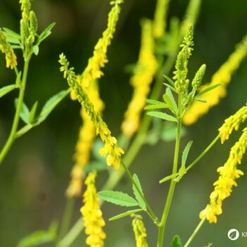 Entdecke den Gelben Steinklee: Eine starke Heilpflanze für Venen & Lymphe. Tipps zu Anwendung, Rezepten und sicherem Erkennen.