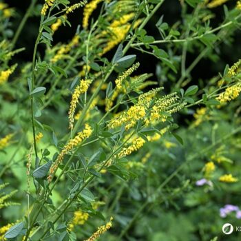 Entdecke den Gelben Steinklee: Eine starke Heilpflanze für Venen & Lymphe. Tipps zu Anwendung, Rezepten und sicherem Erkennen.