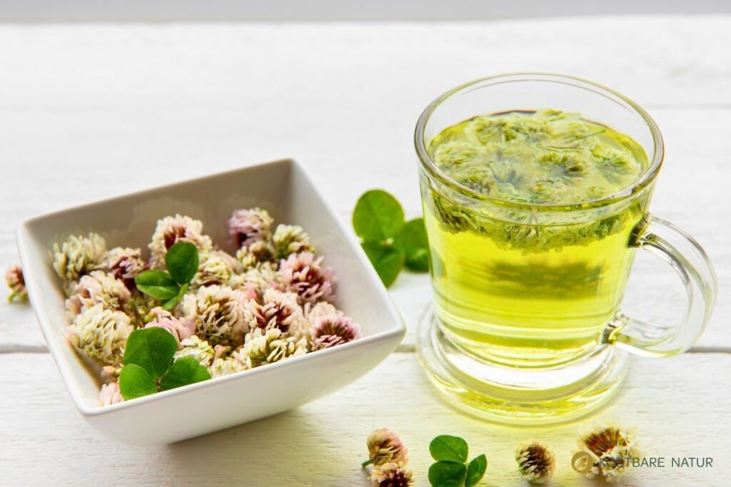 Entdecke den Weißklee! Erfahre alles über die Heilwirkung, leckere Rezepte für die Küche und wie du ihn ganz einfach selbst anbaust.