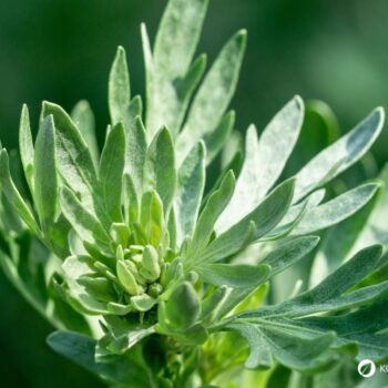 Wermut ist besonders als Bestandteil von Absinth berühmt. Du kannst diese starke Heilpflanze aber auch ohne Alkohol nutzen.