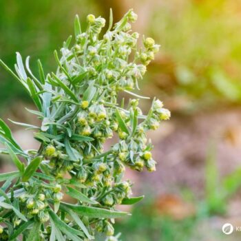 Wermut ist besonders als Bestandteil von Absinth berühmt. Du kannst diese starke Heilpflanze aber auch ohne Alkohol nutzen.