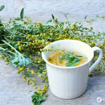 Wermut ist besonders als Bestandteil von Absinth berühmt. Du kannst diese starke Heilpflanze aber auch ohne Alkohol nutzen.