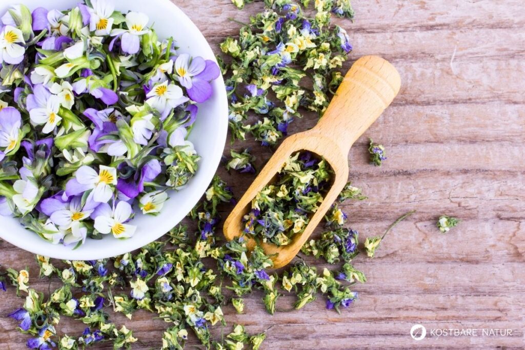 Entdecke das Wilde Stiefmütterchen: Heilwirkung für die Haut, essbare Blüten-Rezepte & einfache Tipps zum Bestimmen und Anbauen.