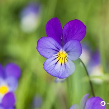 Entdecke das Wilde Stiefmütterchen: Heilwirkung für die Haut, essbare Blüten-Rezepte & einfache Tipps zum Bestimmen und Anbauen.