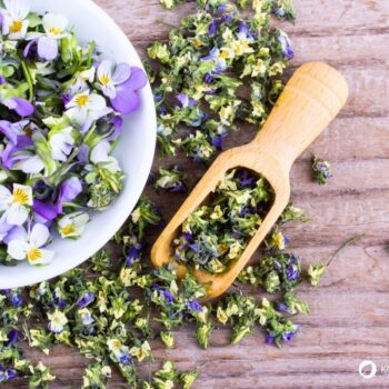 Entdecke das Wilde Stiefmütterchen: Heilwirkung für die Haut, essbare Blüten-Rezepte & einfache Tipps zum Bestimmen und Anbauen.