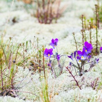 Entdecke das Wilde Stiefmütterchen: Heilwirkung für die Haut, essbare Blüten-Rezepte & einfache Tipps zum Bestimmen und Anbauen.