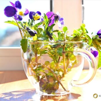 Entdecke das Wilde Stiefmütterchen: Heilwirkung für die Haut, essbare Blüten-Rezepte & einfache Tipps zum Bestimmen und Anbauen.