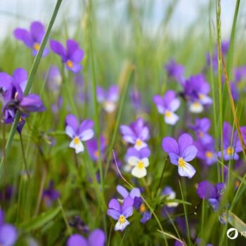 Entdecke das Wilde Stiefmütterchen: Heilwirkung für die Haut, essbare Blüten-Rezepte & einfache Tipps zum Bestimmen und Anbauen.