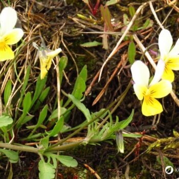 Entdecke das Wilde Stiefmütterchen: Heilwirkung für die Haut, essbare Blüten-Rezepte & einfache Tipps zum Bestimmen und Anbauen.