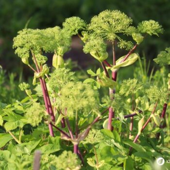 Entdecke die Kraft der echten Engelwurz (Angelika): Alles über Erkennung, Wirkung und leckere Rezepte für den Alltag!