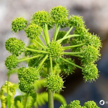 Entdecke die Kraft der echten Engelwurz (Angelika): Alles über Erkennung, Wirkung und leckere Rezepte für den Alltag!