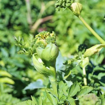 Entdecke die Kraft der echten Engelwurz (Angelika): Alles über Erkennung, Wirkung und leckere Rezepte für den Alltag!