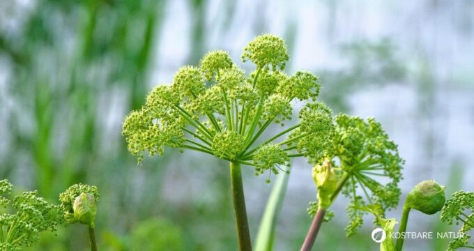 Entdecke die Kraft der echten Engelwurz (Angelika): Alles über Erkennung, Wirkung und leckere Rezepte für den Alltag!