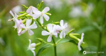 Das Seifenkraut wurde schon in der Steinzeit zur Reiniger genutzt. Wie du es zur Körperreinigung, als Waschmittel und als Heilmittel nutzt.