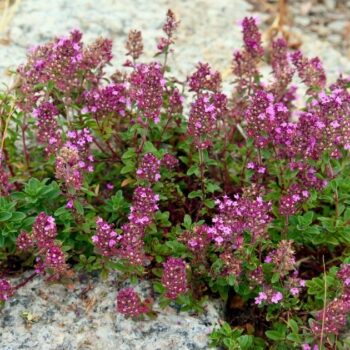 wilder-thymian-Thymus-serpyllum