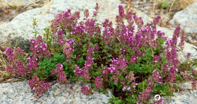 wilder-thymian-Thymus-serpyllum