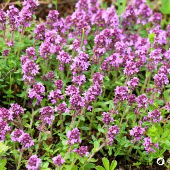 wilder-thymian-Thymus-serpyllum