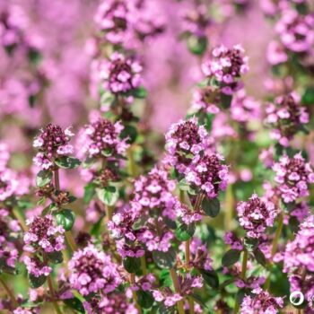 wilder-thymian-Thymus-serpyllum