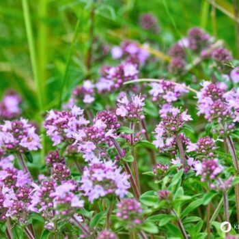 wilder-thymian-Thymus-serpyllum