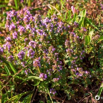 wilder-thymian-Thymus-serpyllum