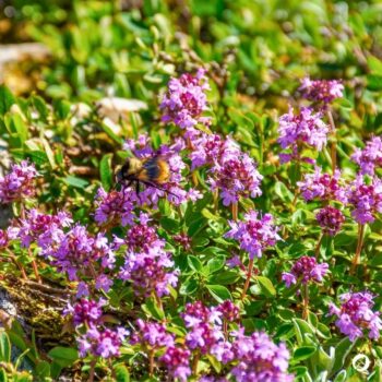 wilder-thymian-Thymus-serpyllum