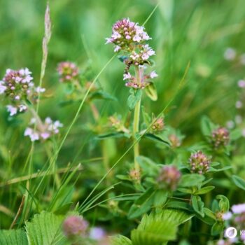 wilder-thymian-Thymus-serpyllum
