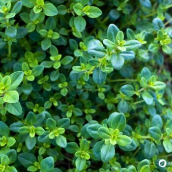 wilder-thymian-Thymus-serpyllum