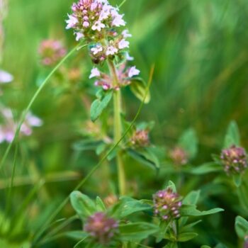 wilder-thymian-Thymus-serpyllum
