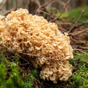 Die Krause Glucke ist nicht nur ein bizarr anzusehender Gourmetpilz, sondern auch ein volksheilkundlicher Helfer bei zu hohem Cholesterinwert und Blutdruck.