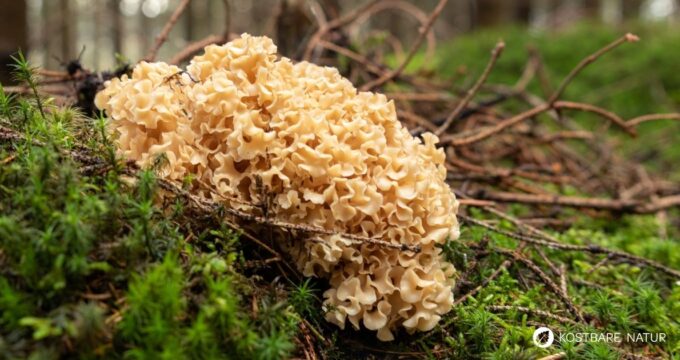Die Krause Glucke ist nicht nur ein bizarr anzusehender Gourmetpilz, sondern auch ein volksheilkundlicher Helfer bei zu hohem Cholesterinwert und Blutdruck.