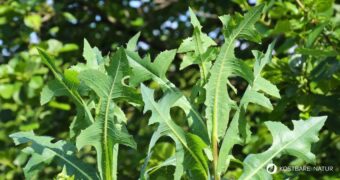 Entdecke den Stachel-Lattich: Die wilde Stammform des Salats überzeugt mit Heilwirkung und vielseitigen Rezeptideen.