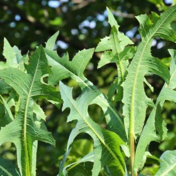 Entdecke den Stachel-Lattich: Die wilde Stammform des Salats überzeugt mit Heilwirkung und vielseitigen Rezeptideen.