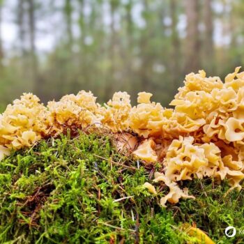 Die Krause Glucke ist nicht nur ein bizarr anzusehender Gourmetpilz, sondern auch ein volksheilkundlicher Helfer bei zu hohem Cholesterinwert und Blutdruck.
