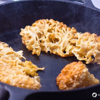 Die Krause Glucke ist nicht nur ein bizarr anzusehender Gourmetpilz, sondern auch ein volksheilkundlicher Helfer bei zu hohem Cholesterinwert und Blutdruck.