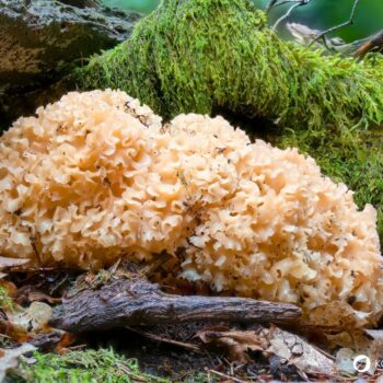 Die Krause Glucke ist nicht nur ein bizarr anzusehender Gourmetpilz, sondern auch ein volksheilkundlicher Helfer bei zu hohem Cholesterinwert und Blutdruck.