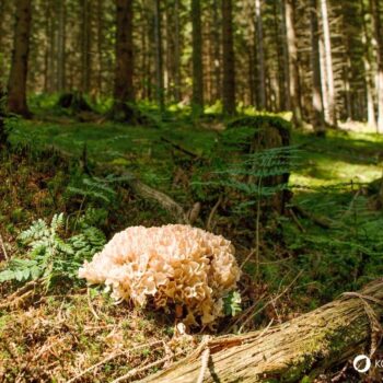 Die Krause Glucke ist nicht nur ein bizarr anzusehender Gourmetpilz, sondern auch ein volksheilkundlicher Helfer bei zu hohem Cholesterinwert und Blutdruck.
