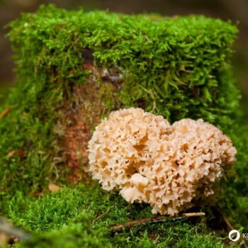 Die Krause Glucke ist nicht nur ein bizarr anzusehender Gourmetpilz, sondern auch ein volksheilkundlicher Helfer bei zu hohem Cholesterinwert und Blutdruck.