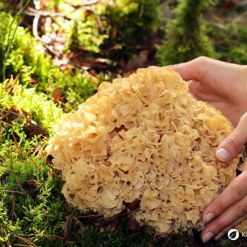 Die Krause Glucke ist nicht nur ein bizarr anzusehender Gourmetpilz, sondern auch ein volksheilkundlicher Helfer bei zu hohem Cholesterinwert und Blutdruck.