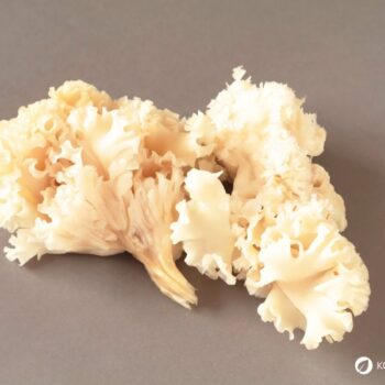 Die Krause Glucke ist nicht nur ein bizarr anzusehender Gourmetpilz, sondern auch ein volksheilkundlicher Helfer bei zu hohem Cholesterinwert und Blutdruck.