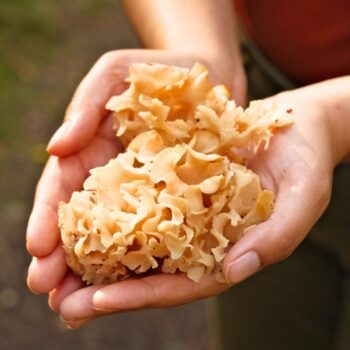 Die Krause Glucke ist nicht nur ein bizarr anzusehender Gourmetpilz, sondern auch ein volksheilkundlicher Helfer bei zu hohem Cholesterinwert und Blutdruck.