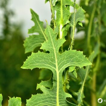 Entdecke den Stachel-Lattich: Die wilde Stammform des Salats überzeugt mit Heilwirkung und vielseitigen Rezeptideen.